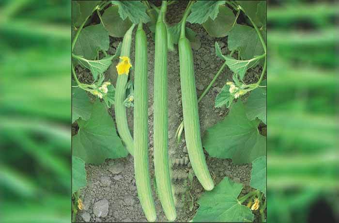 LONG MELON SAMAG MAHARANI F1